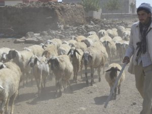 Çobanlıktan üniversiteye uzanan yaşam öyküsü