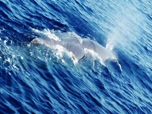 Fethiye’de balina görüldü
