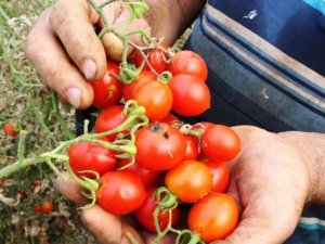 domates fiyatları yüzde 400 arttı