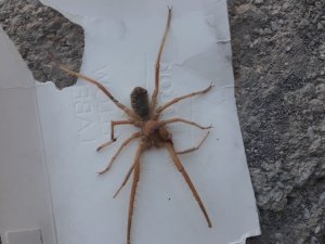 Çukurca'da Sarıkız örümceği paniği