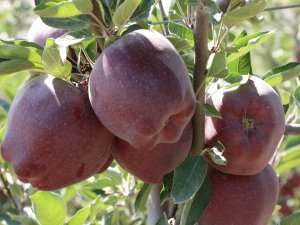 Türkiye'nin elma diyarında hasat başladı