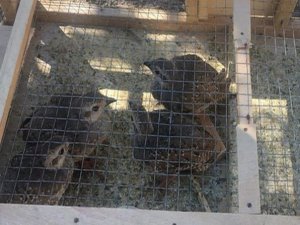 Kaçak avlanılan 4 yavru kınalı keklik ele geçirildi