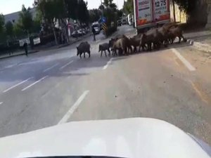 Aç kalan domuzlar şehre indi