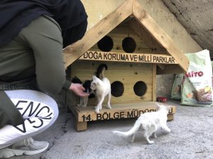 Hakkari’de ilk defa kedi-köpek evleri yapıldı