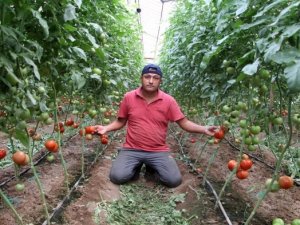 Milyonlarca ton domateste hasat başladı