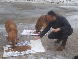 Hakkari’de sokak hayvanlarına yem bırakıldı