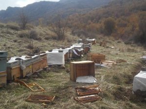 Çukurca’da ayılar arı kovanlara saldırdı