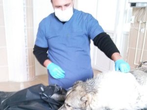 Fosseptik çukuruna düşen köpek kurtarıldı