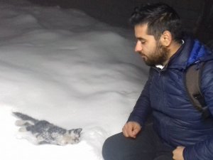 Sokak kedisi donarak öldü