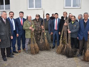 Hakkari'de Çiftçilere ceviz fidanı desteği