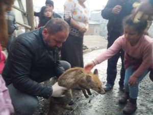 Köpeklerin saldırdığı yavru tilki kurtarıldı