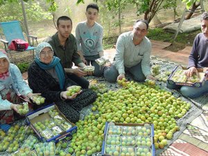 Kayısı hasadı başladı