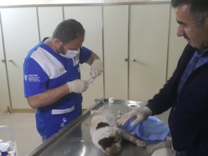 Hakkari’de hasta kediler tedavi altına alındı
