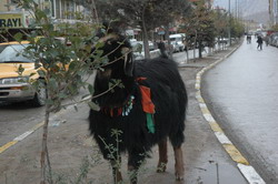 BU KEÇİNİN DOKUNMAZSIZLIĞI VAR