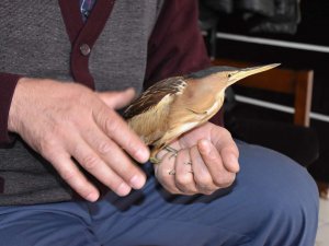 Hakkari’de balaban kuşu bulundu