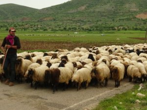 Göçerlerin zorlu Ramazan mesaisi başladı