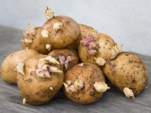 Filizlenen patates öldürebilir