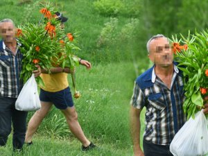 Ters laleleri koparıp götürdüler