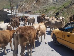 Hakkari belediyesinden inek sahiplerine uyarı!