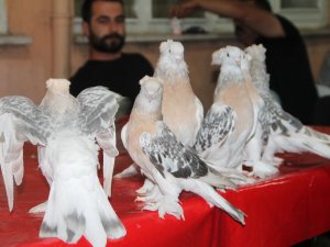 Amasya’da araba fiyatına güvercin satılıyor.