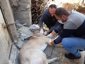 Yaralı Sivas kangal köpeği tedavi altına alındı