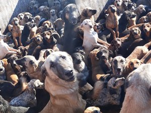 Bir kamyonda 70 köpek bulundu