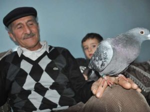 ‘Iraq Union 2017’ halkası takılı posta güvercini bulundu