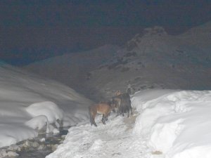 Hakkari dağlık alanda mahsur kalan atlar kurtarıldı