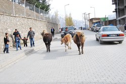 GELEN YABANCILAR NEDEN KORKUYOR