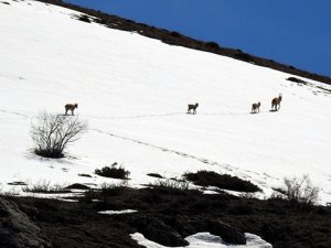 Çengel boynuzlu dağ keçileri görüntülendi