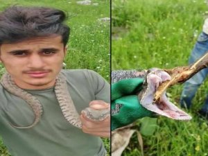 Türkiye'nin zehrli yılanı Derecik’te görüldü