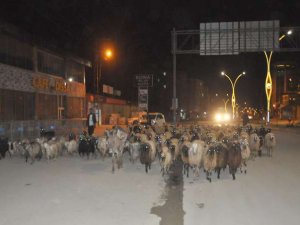 Kentin en işlek caddesinden koyun sürüsü geçti