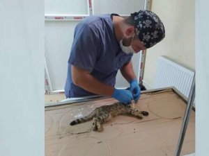 Boğazına kemik saplanan kedi kurtarıldı