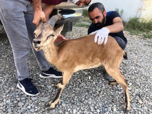 Yaralı dağ keçisi tedavi altına alındı