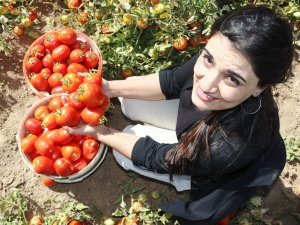 Bitlis domatesten 230 milyon TL gelir bekleniyor!
