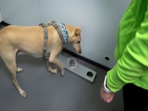 Covid-19 için eğitimli köpekler kullanılacak