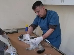 Yaralı kedinin ayağı alçıya alındı