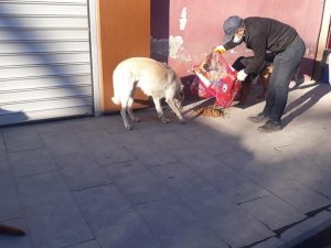 Çukurca'da sokak hayvanlarına mama desteği