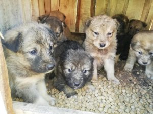 12 yavru köpek koruma altına alındı