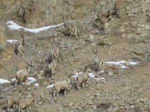 Dağ keçileri sınır bölgesinde görüntülendi