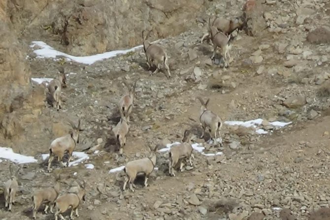 Yola inen dağ keçileri görüntülendi