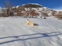 Zehirlenen köpeğe ilk müdahale