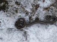 Kış mevsiminde görülen yılan şaşırttı