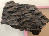 Şırnak dağlarında midye fosili bulundu