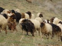 Koyunlar meralara çıkmaya başladı