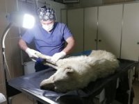Yaralı çoban köpeği kurtarıldı