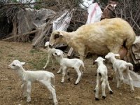 7 kuzu doğuran koyun şaşırttı