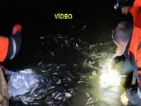 Van Gölü'nde 15 ton inci kefali kurtarıldı