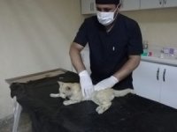 Darp edilen kedi kurtarıldı