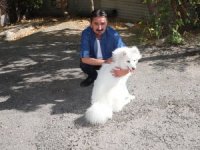 Hakkari’nin ilk Samoyed cinsi köpeği